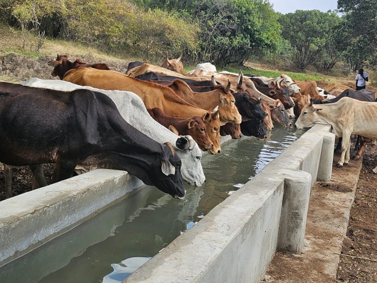 Quenching Thirst: The Impact of Water Troughs on Livestock and Wildlife Conservation